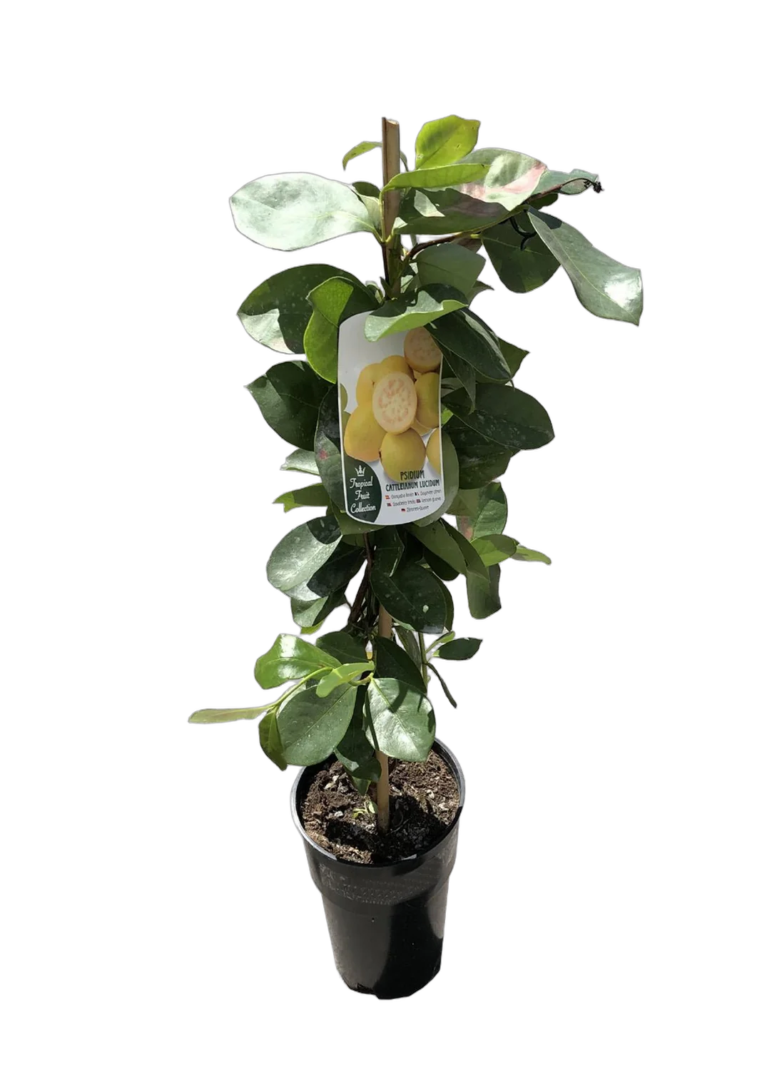 Земляничная гуава - Psidium cattleyanum D18 H90