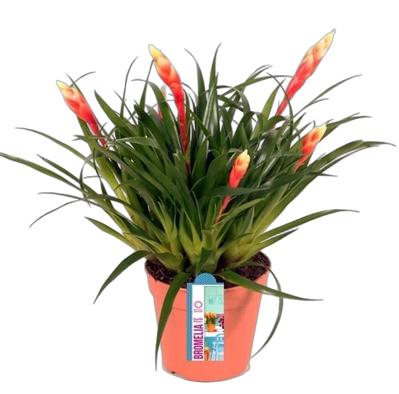 Фризея Valetta красняа - Vriesea Valetta D12 H35