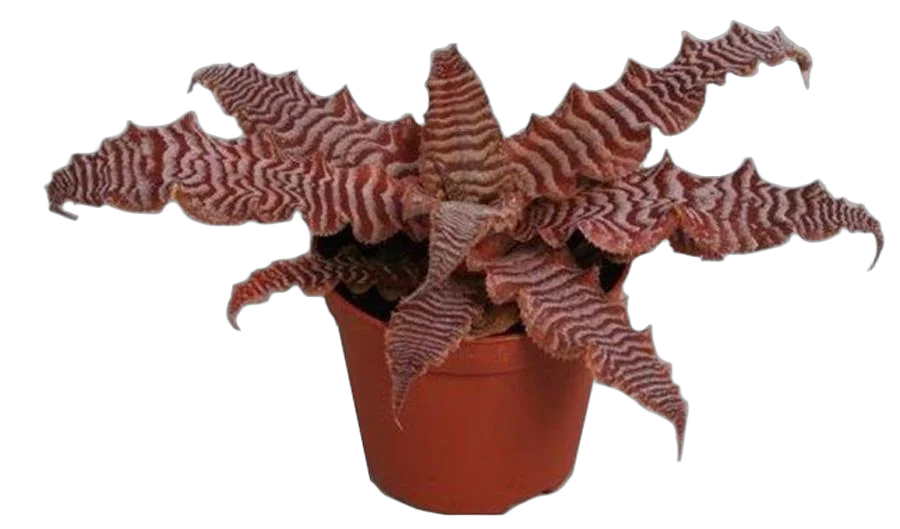 Криптантус поперечнополосатый (зонатус) - Cryptanthus zebrinus D9 H10