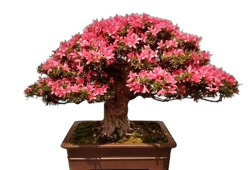 Цветущий бонсай Азалия - Bonsai Rhododendron D25 H40