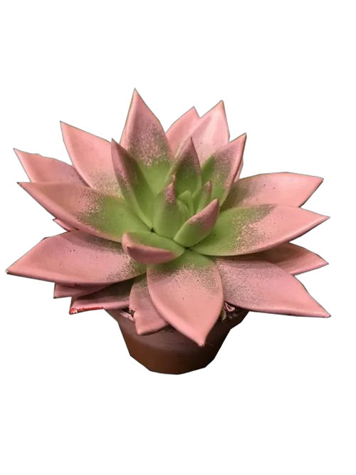 Эхеверия Миранда - Echeveria Miranda Paint D9 H15