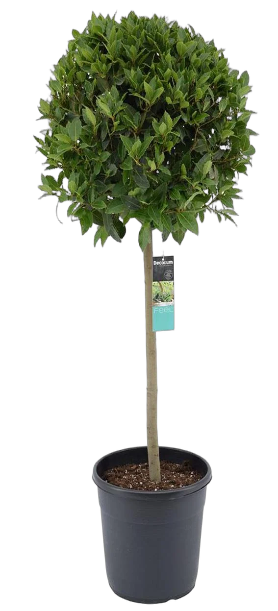 Лавр благородный штамб - Lurus nbilis D30 H160