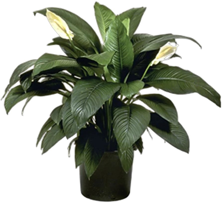 Спатифиллум Сенсация  D35 H150
