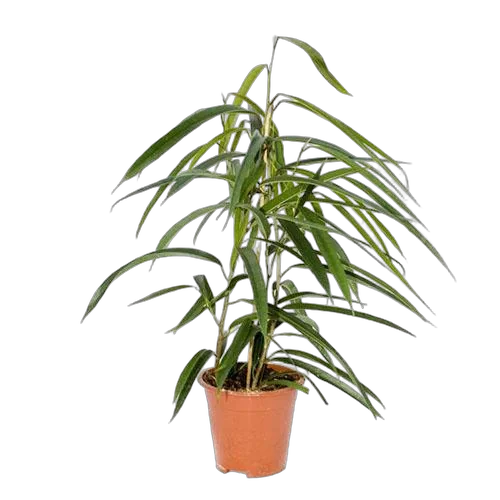 Фикус Биннедика Али  D12 H40