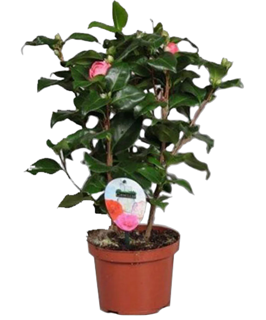 Камелия японская - Camellia D17 H55