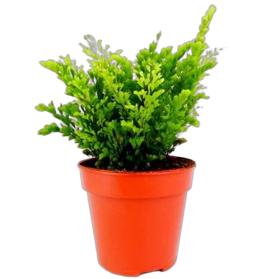 Адиантум Лиза - Adiantum Lisa D12 H30