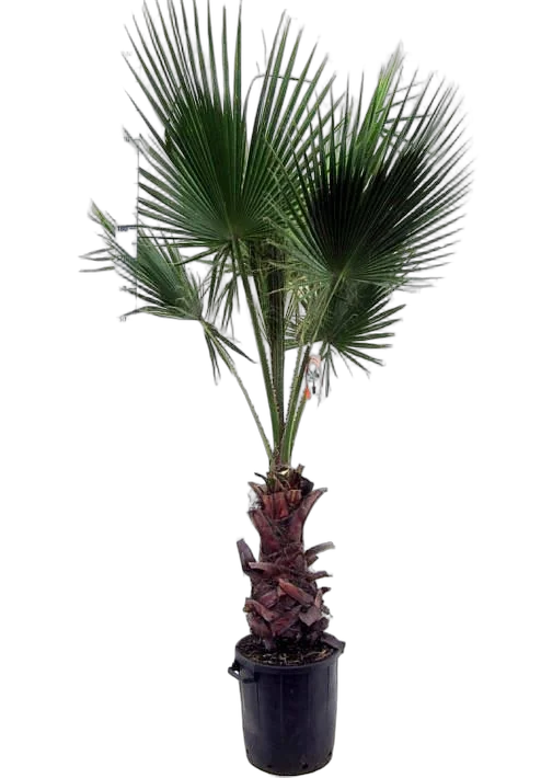 Пальма Вашингтония робуста D50 H240