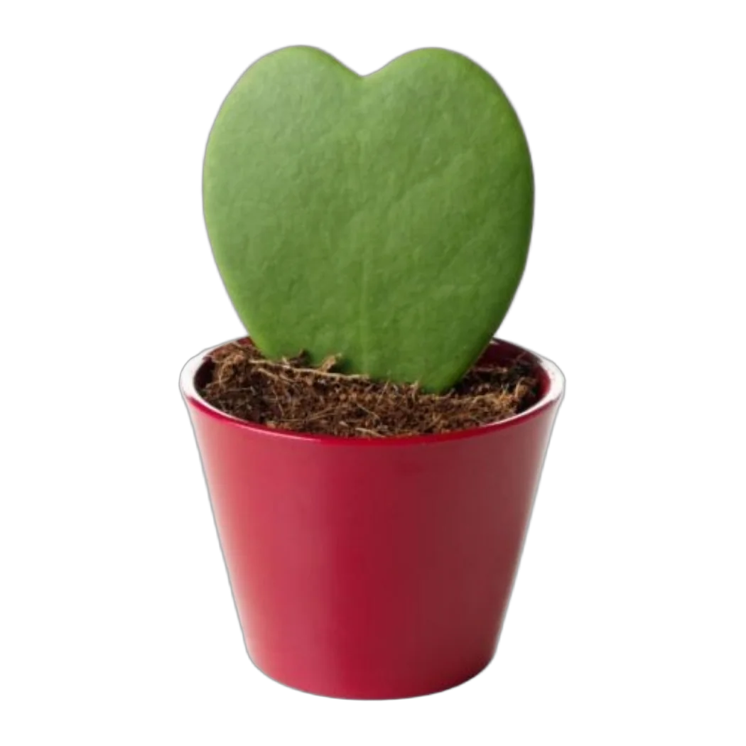 Хойя керри - Hoya kerri mini D8 H10