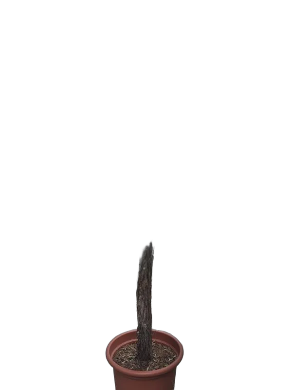 Фикус Бенджамина Нитида штамб - Ficus benjamina Nitida D50 H220