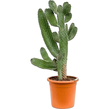 Опунция консолея - Opuntia Consolea D29 H90