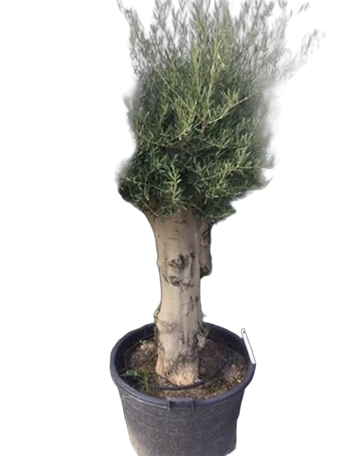 Оливковое дерево, маслина европейская  - Olea Op Stam (wit Hout)  D75 H240