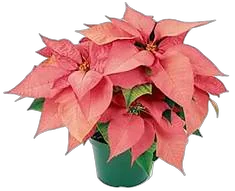 Пуансеттия (молочай красивейший) - Euphorbia pulcherrima D18 H45