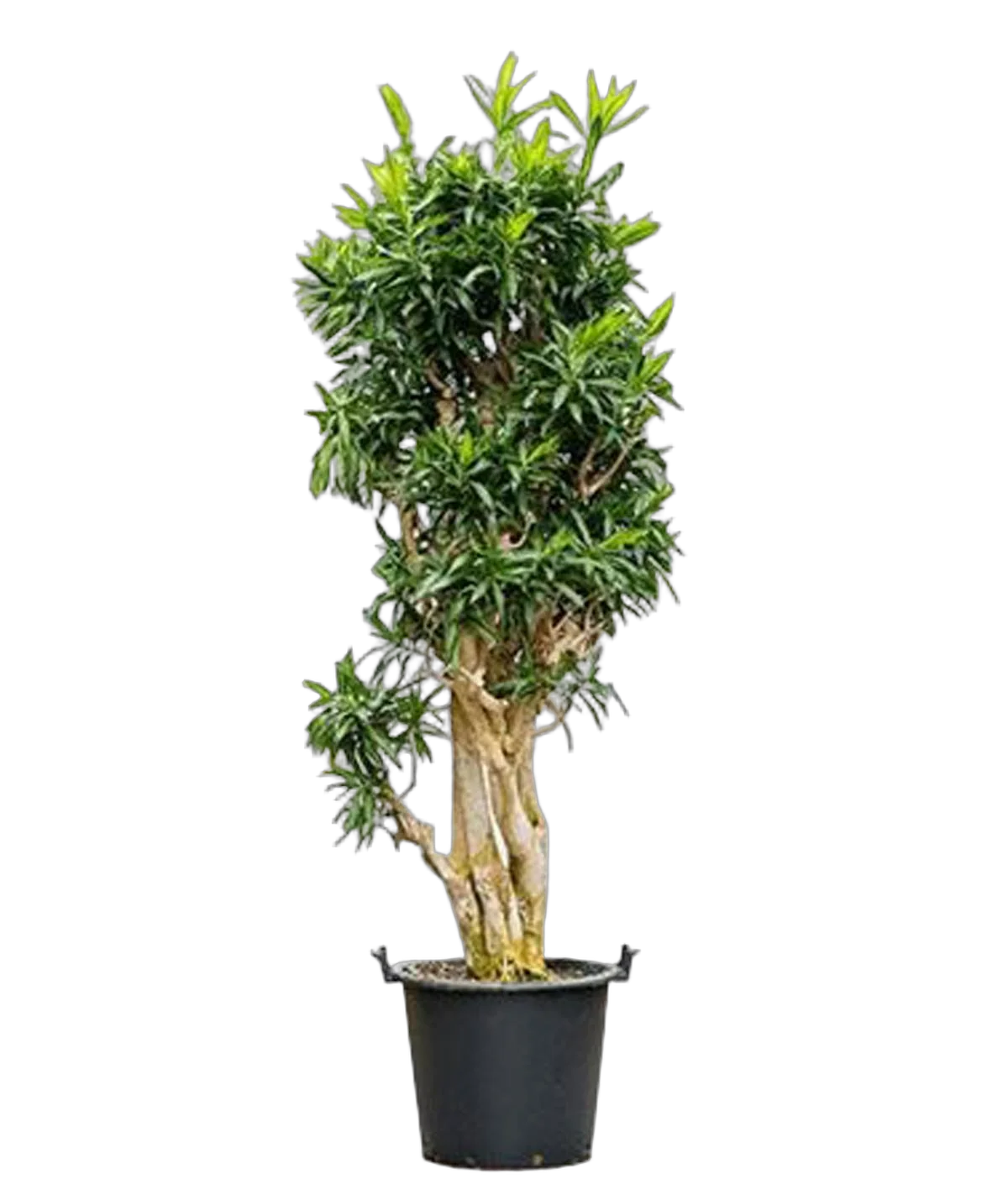 Драцена Рефлекса Сонг оф Ямайка D50 H230