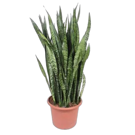 Сансивьерия Зейланика - Sansevieria zeylanica D40 H130