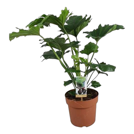 Филодендрон Селло - Philodendron Selloum Hope D21 H75