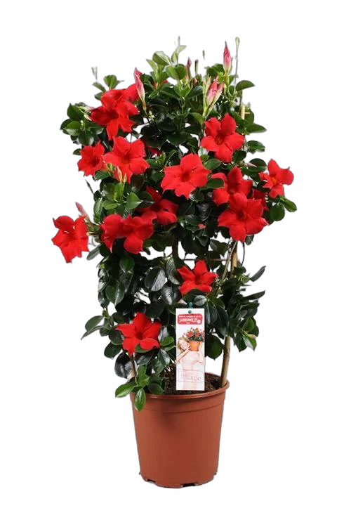 Мандевилла или Дипладения красная - Mandevilla D15 H50