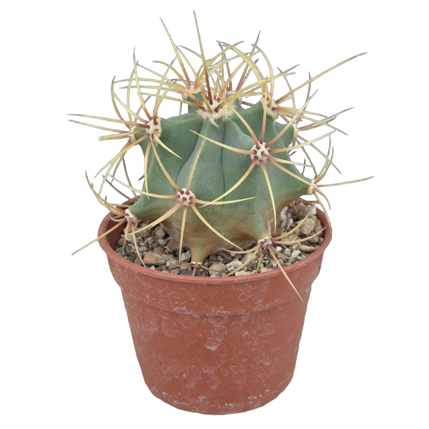 Ферокактус хистрикс - Ferocactus histriks D7 H12