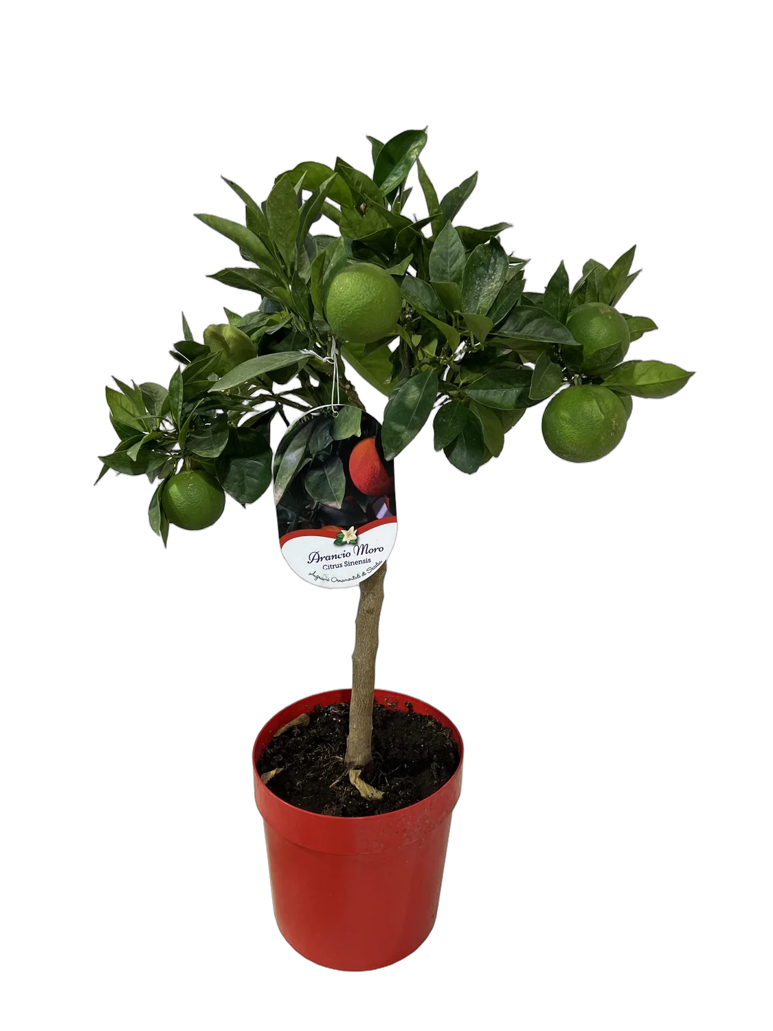 Апельсин Моро - Citrus sinensis cv. Moro D21 H70