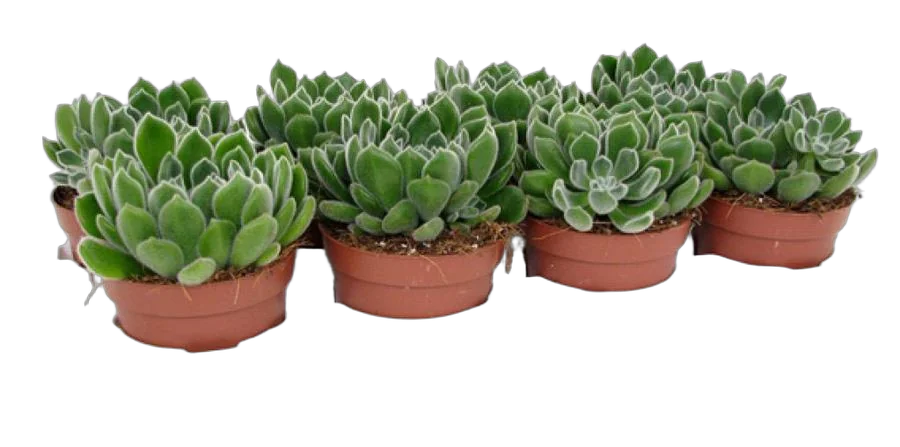 Эхеверия щетинистая - Echeveria setosa D14 H15