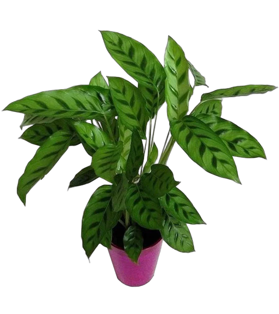 Леопардовая