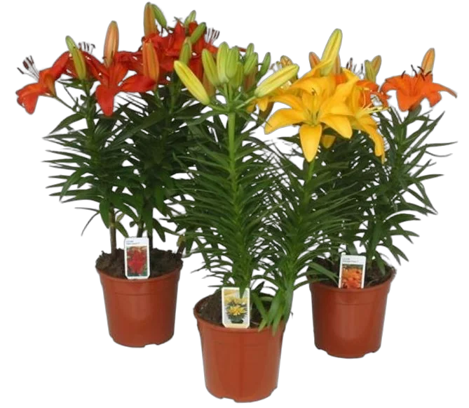 Лилия в горшке Азиатская микс - Lilium Az Tiny Bee D12 H40