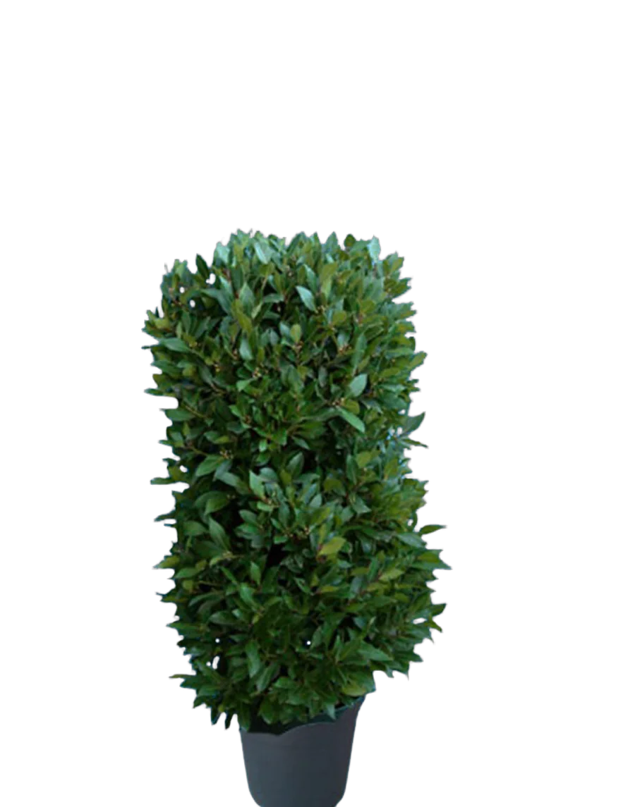 Лавр благородный колонна - Lurus nbilis D28 H140