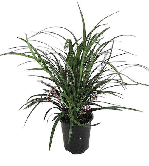 Лириопа - Liriope D10 H20