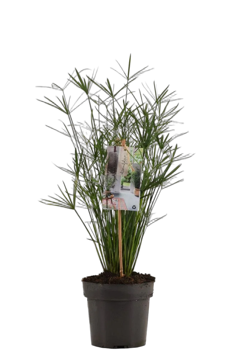 Циперус очереднолистный - Cyperus alternifolius D19 H70