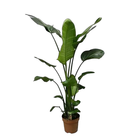 Стрелиция Николай - Strelitzia Nicolai D27 H180