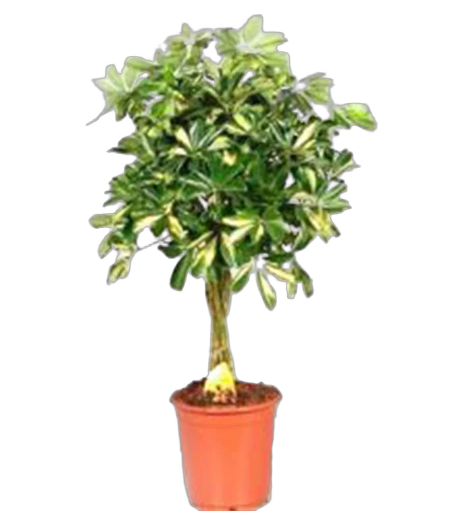 Шеффлера Голд Капелла косичка - Schefflera gold capella  D25 H100