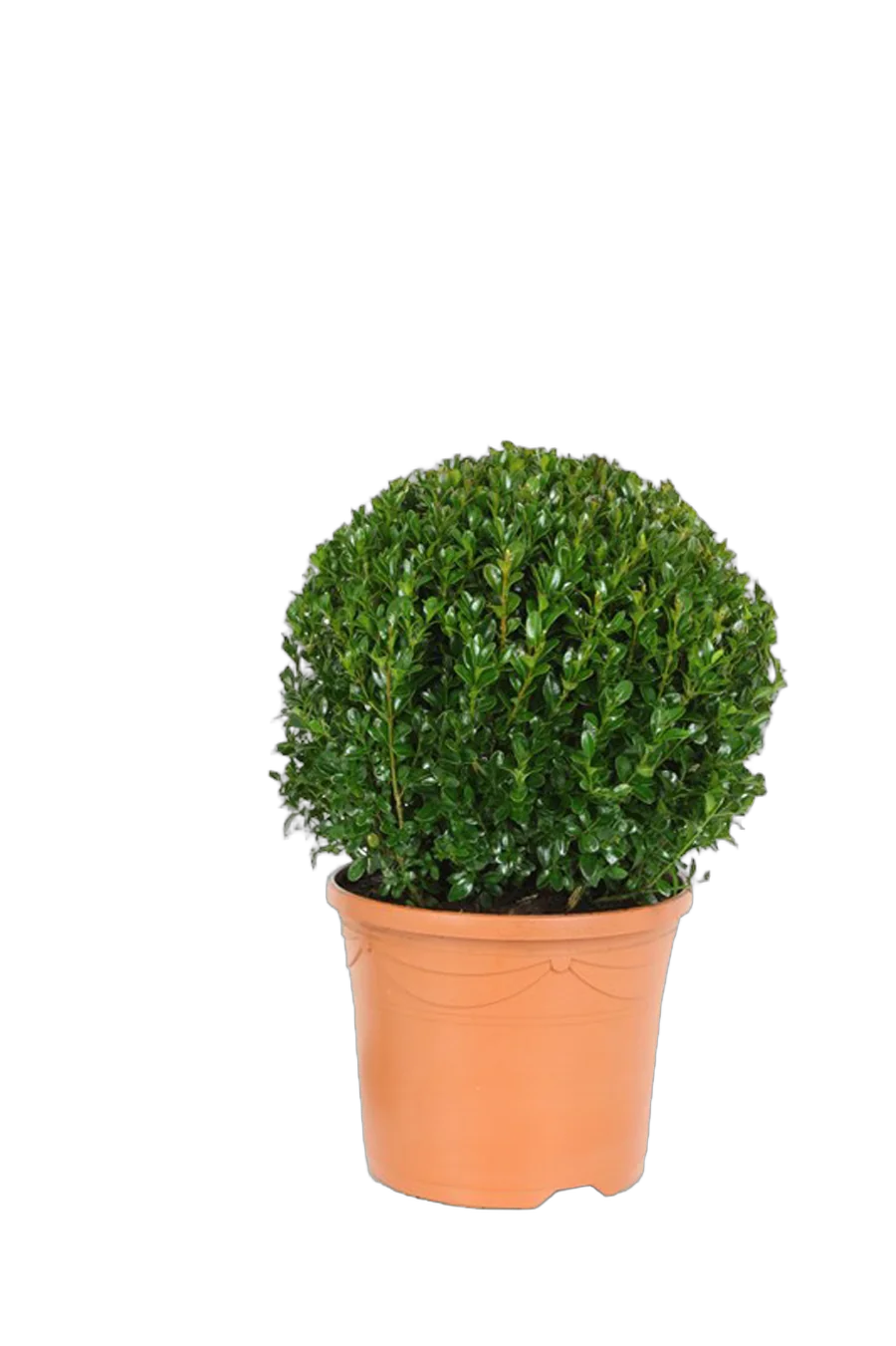 Самшит вечнозеленый (Буксус) D19 H40