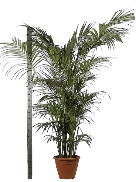 Пальма Ховея (Кентия) D45 H300