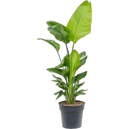 Стрелиция Николай - Strelitzia Nicolai D30 H140