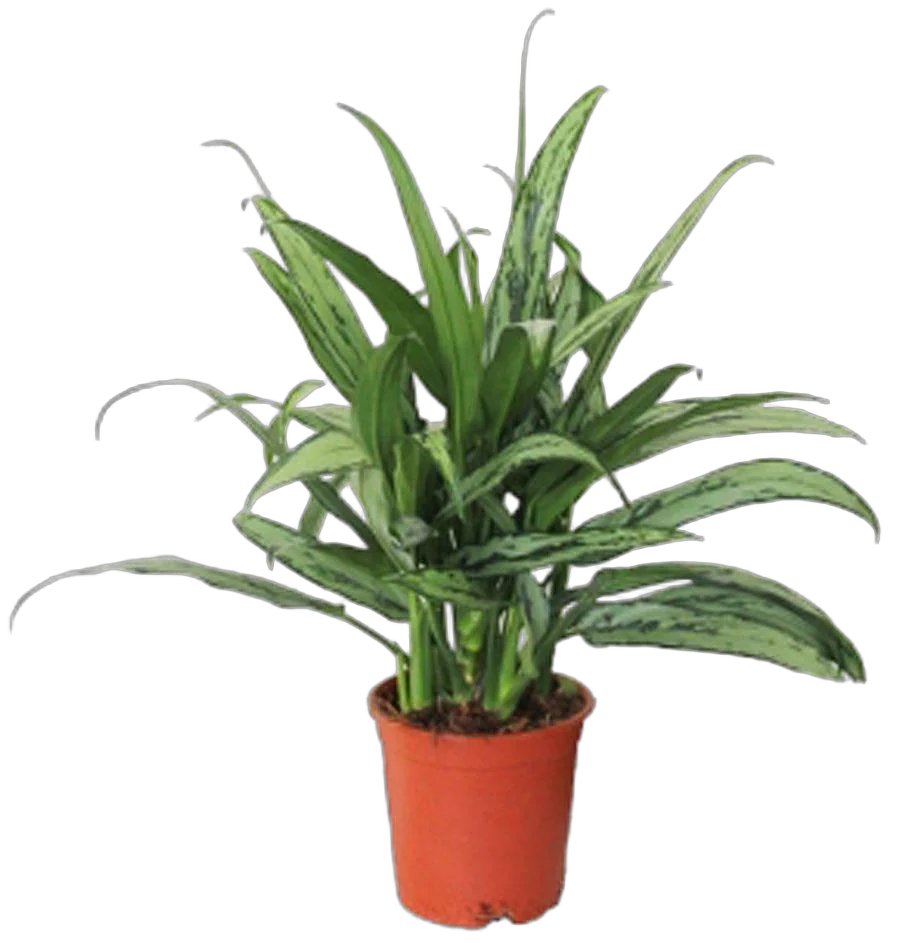 Аглаонема Кутласс - Aglaonema Cutlass (RUSSIA) D12 H40