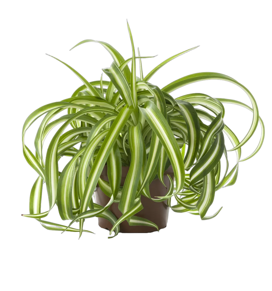 Хлорофитум кудрявый Бонни - Chlorophytum bonnie caribbean D18 H35
