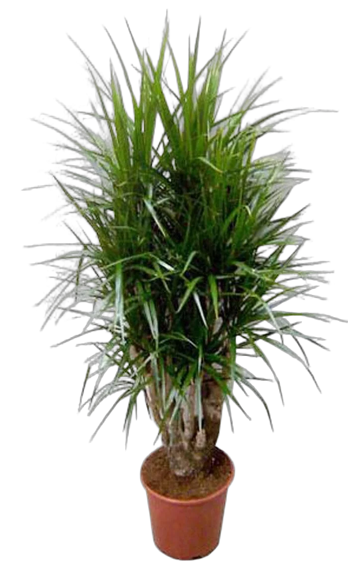 Драцена Маргината Биколор - Marginata magenta D30 H140