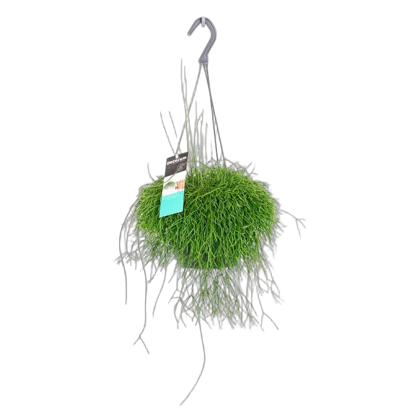 Рипсалис Кассута подвесной - Rhipsalis cassutha hanging D17 H25