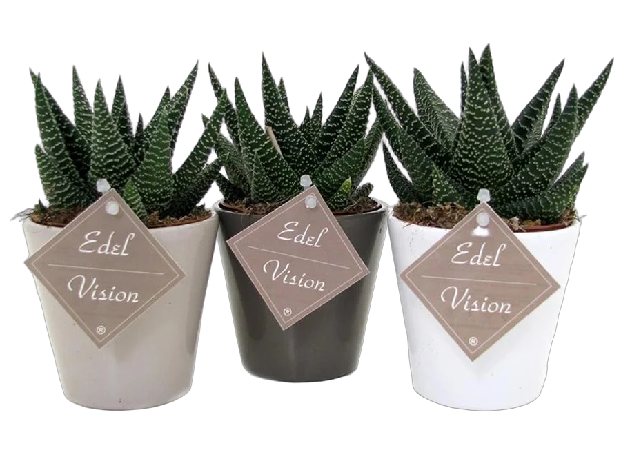 Гастровортия - Gasterhaworthia Royal Highness D5 H20