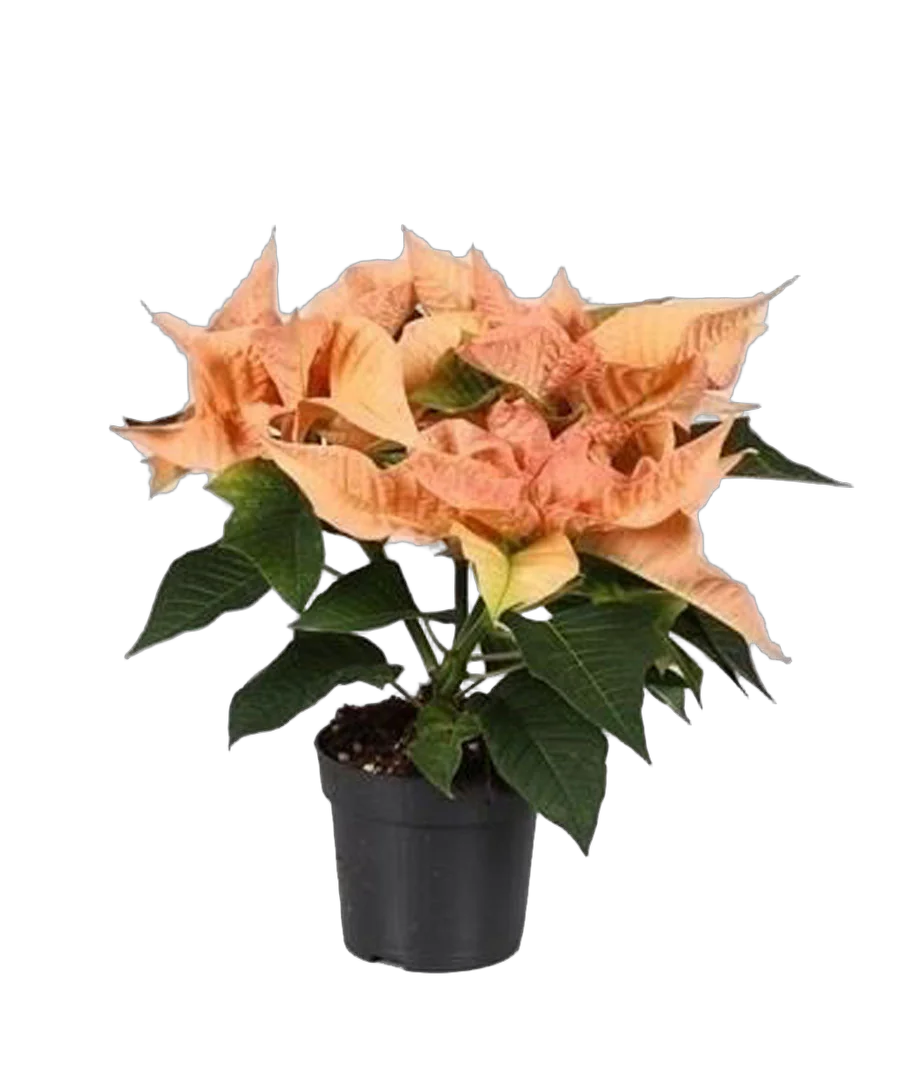 Пуансеттия (молочай красивейший) оранжевый - Euphorbia pulcherrima D10 H20