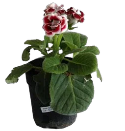 Глоксиния красно-белая - Gloxinia D10 H22
