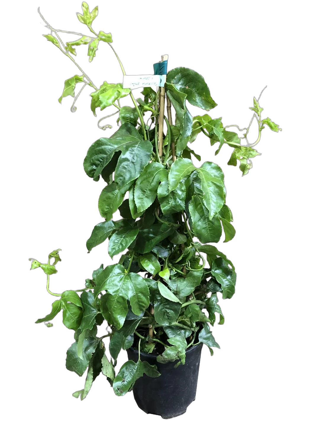 Пассифлора Эдулис Фредерик - Passiflora edulis Frederick D18 H120