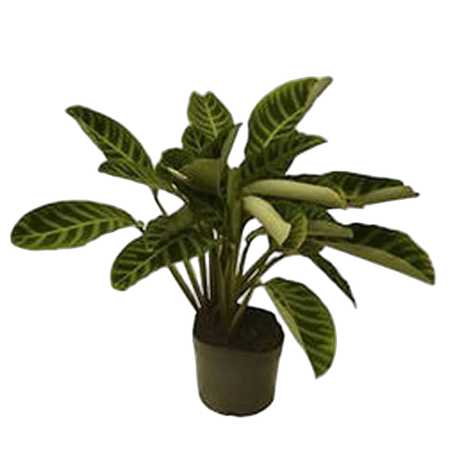 Калатея зебровидная - Calathea zebrinan D14 H25
