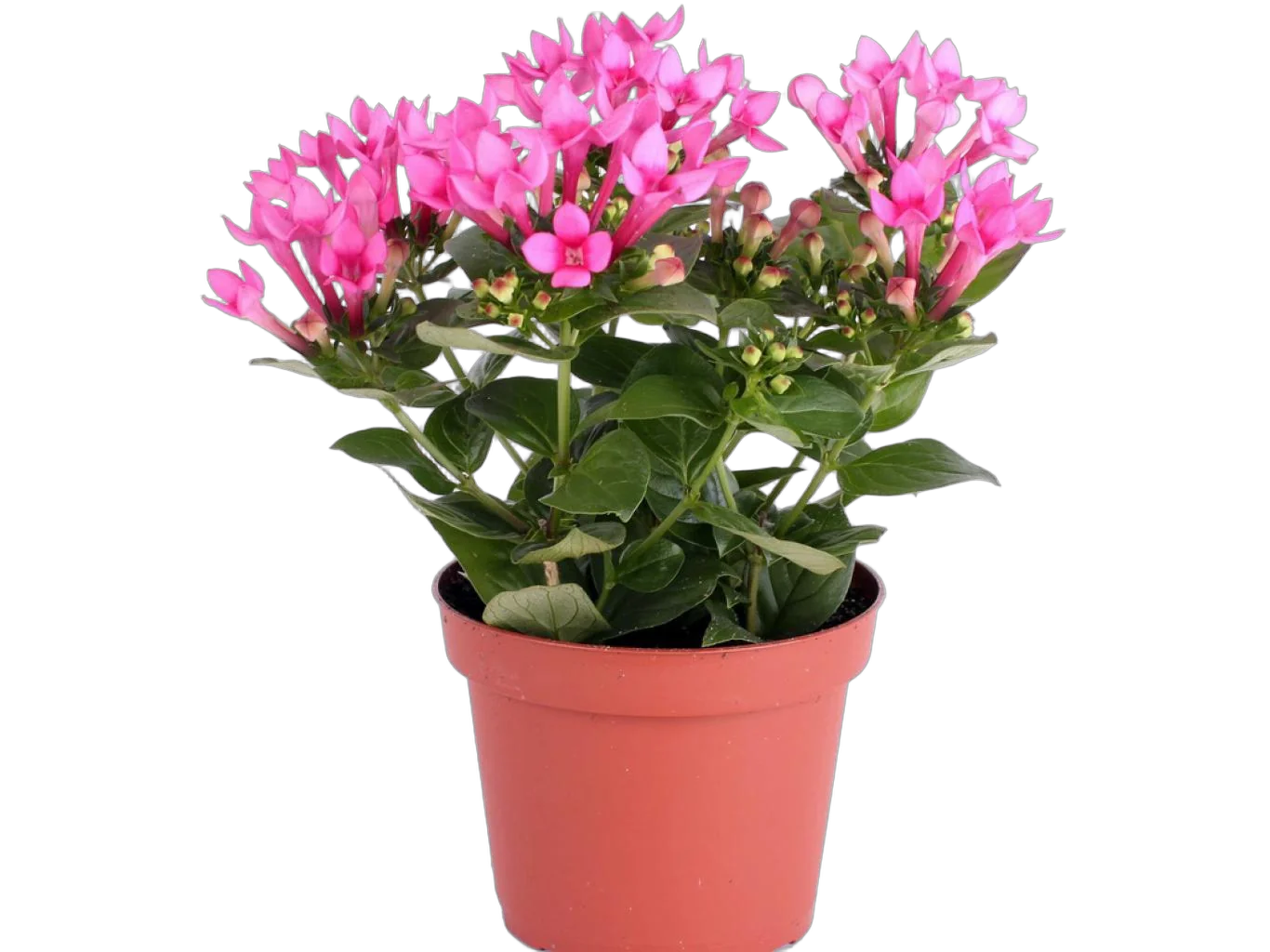 Бувардия - Bouvardia D12 H20