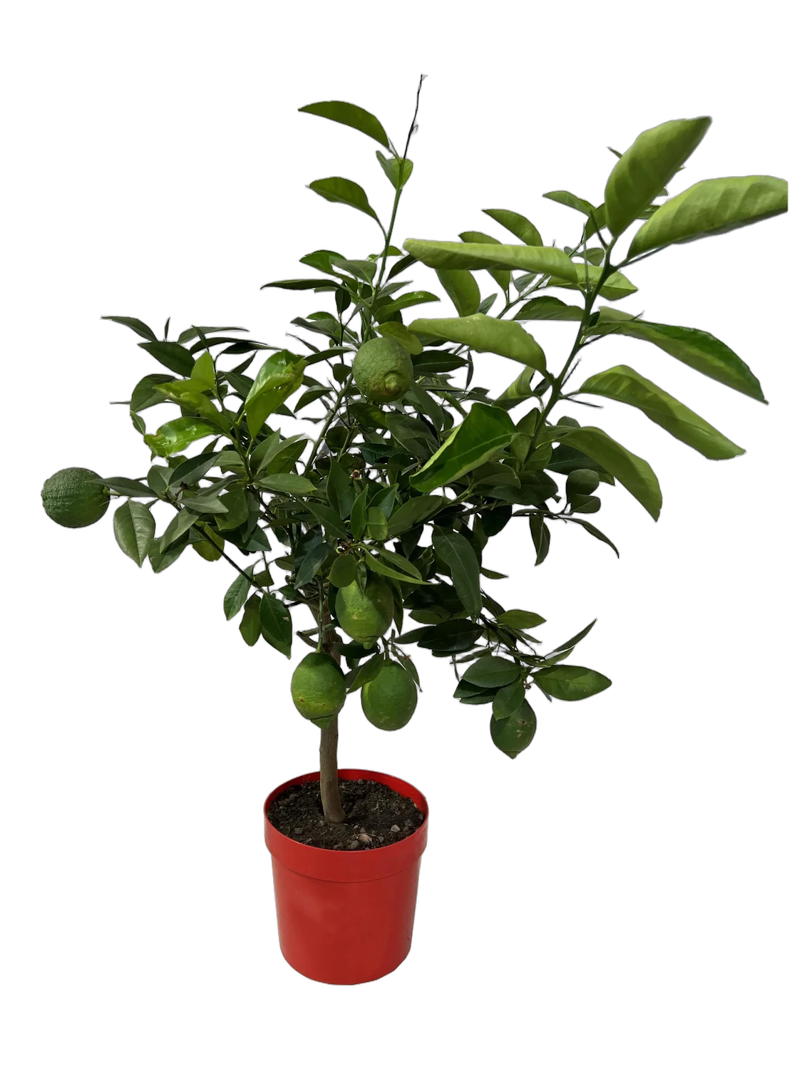 Лимон Россо 90 см