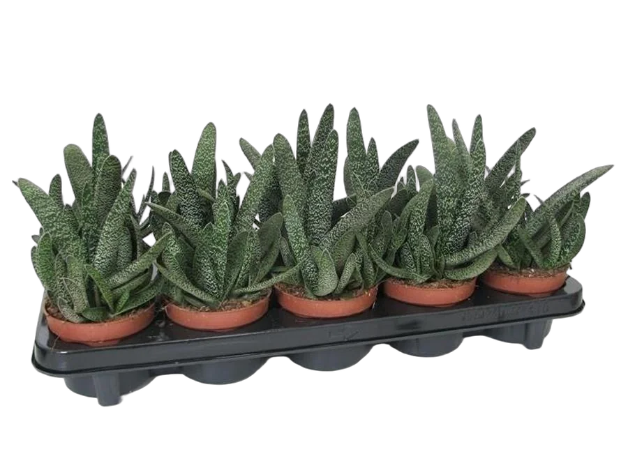 Гастерия веррукоза - Gasteria Carinata Var Verrucosa D9 H20