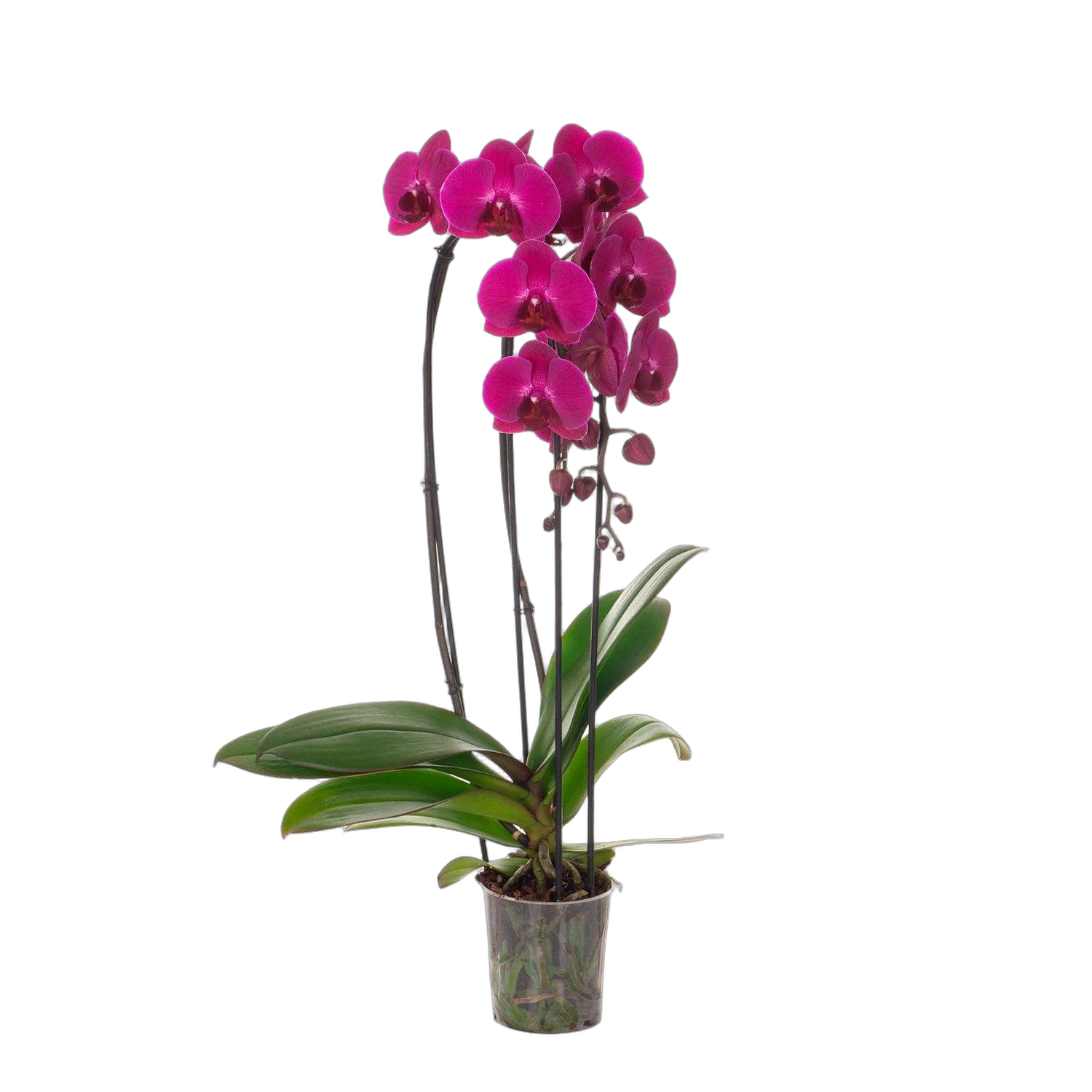 Каскадный фаленопсис - Phalaenopsis Cascade Aberdrot D12 H70
