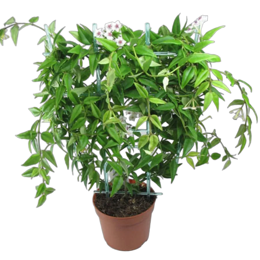 Хойя - Hoya D15 H60