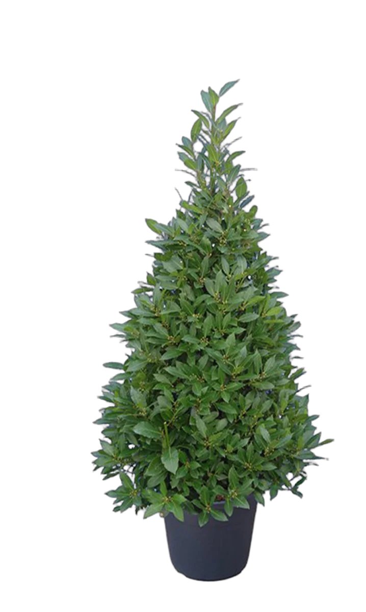 Лавр благородный пирамида - Lurus nbilis D30 H180