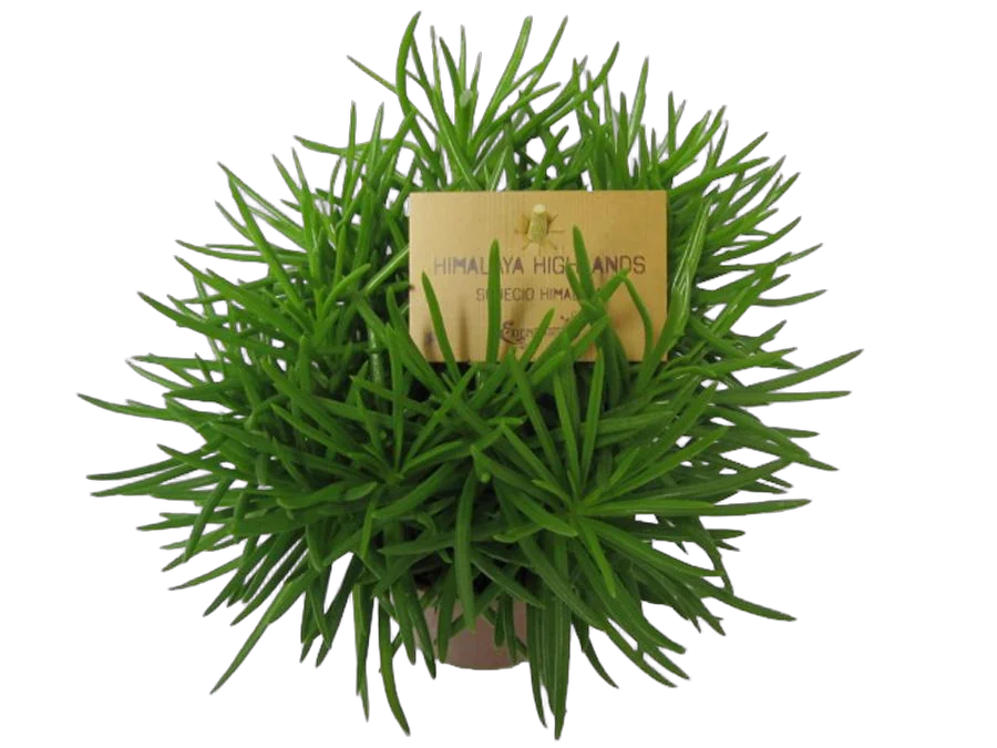 Крестовник Сенецио хаворта Калиманжаро - Senecio haworthii Kilimanjaro D10 H20