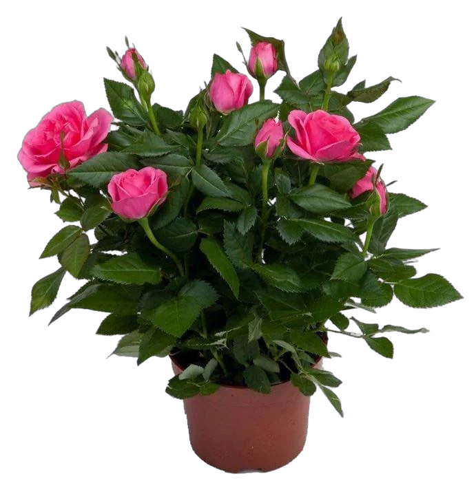 Роза красная -  Isabel Hit D18 H 45